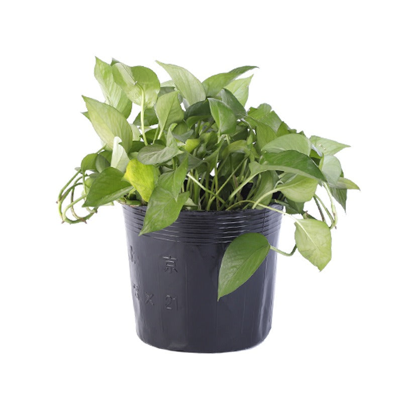 Disposable Plastic Planting Flower Pot Nutrition Bowl Seedling Cup Black Seedling Box Home Garden Grow Bags
